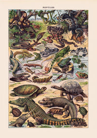 Reptiles Animal Illustration – Vintage Französischer Larousse Druck — Ansicht 3