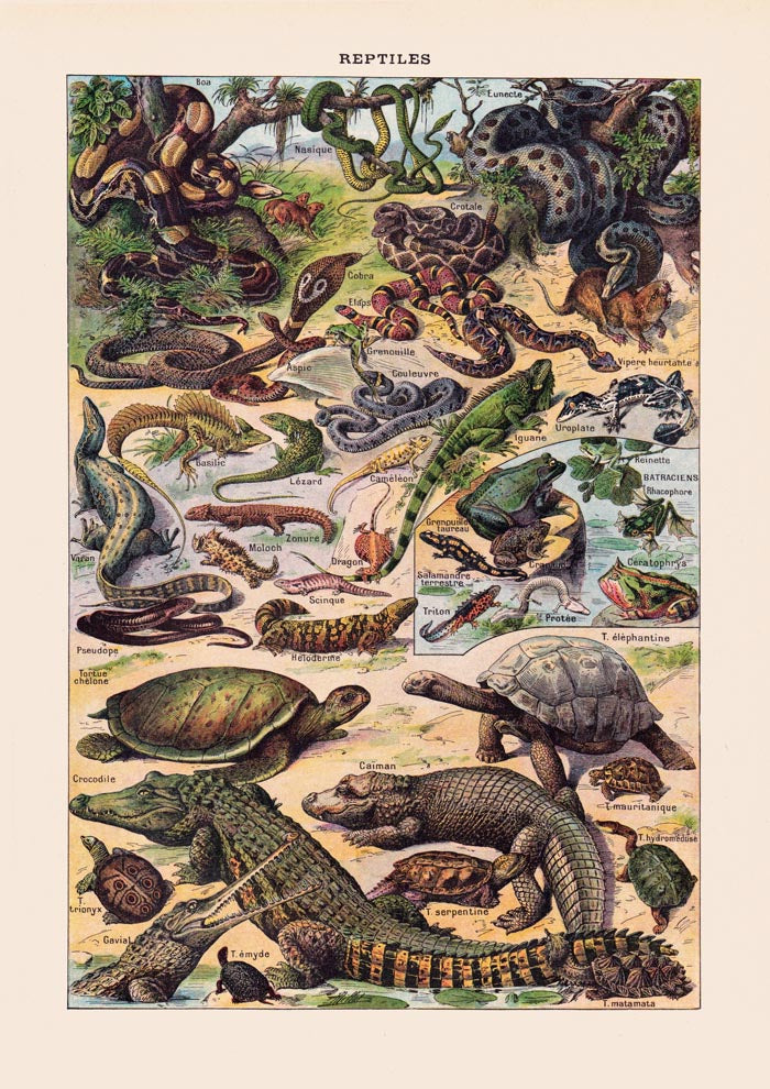 Reptiles Animal Illustration – Vintage Französischer Larousse Druck — Ansicht 3