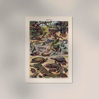 Reptiles Animal Illustration – Vintage Französischer Larousse Druck — Ansicht 2