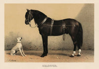 Orloff Horse & Dog Poster – Archival Druck aus Berlin — Ansicht 3