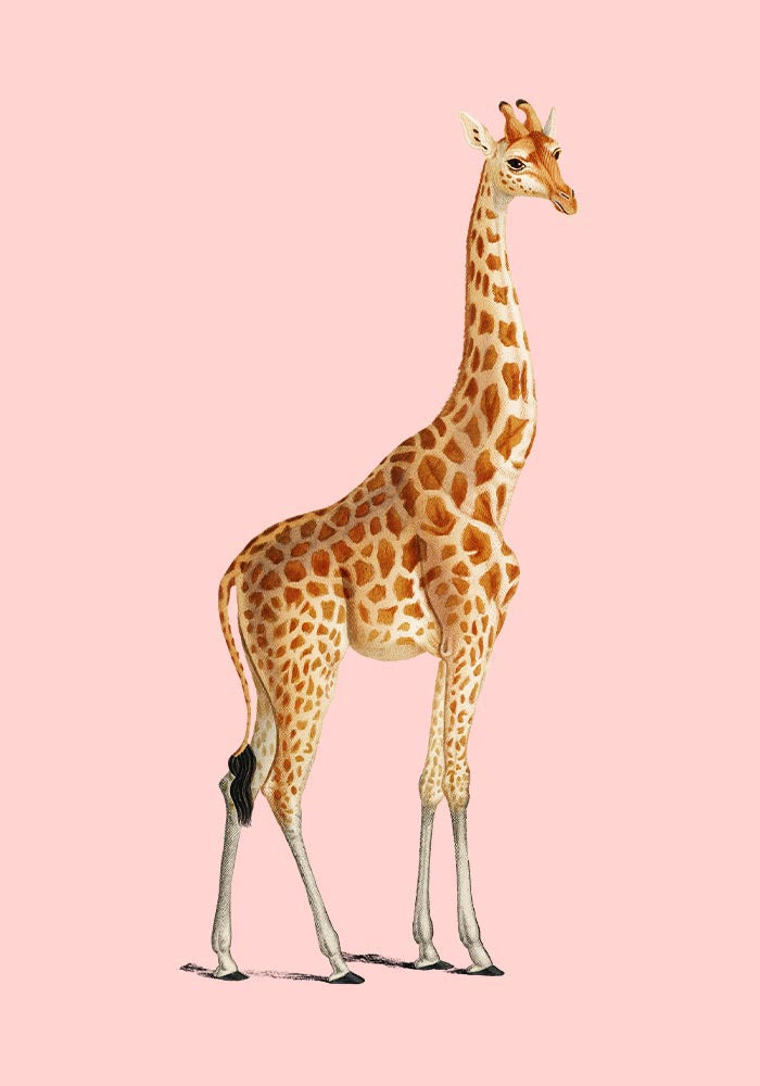 Giraffe Pink Poster – moderner Kunstdruck in Rosétönen — Ansicht 3