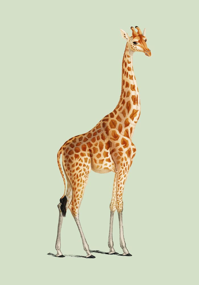 Giraffe Green Poster | Art Print | Modern Giraffe Illustration — Ansicht 3