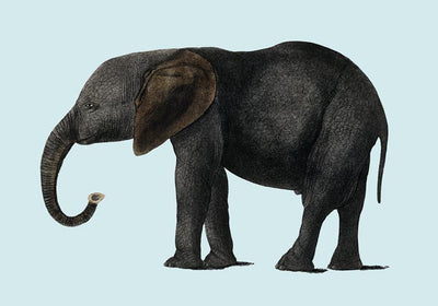 Blue Elephant Animal Illustration Poster – Hand-printed Berlin