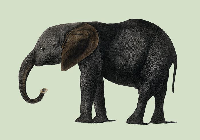 Green Elephant Animal Illustration Poster – Hand-printed Berlin — Ansicht 3