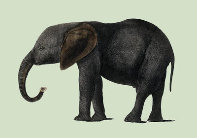 Green Elephant Animal Illustration Poster – Hand-printed Berlin