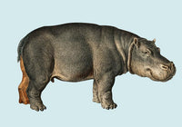Hippo Blue Illustration – Kunstdruck Poster von Patroa Studio — Ansicht 3