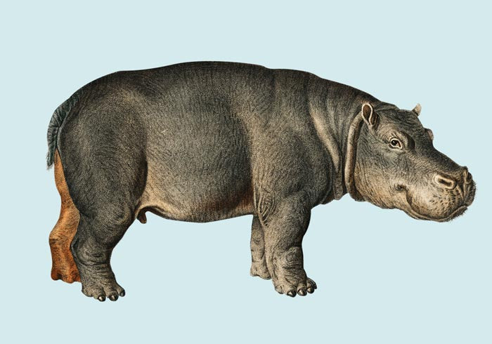 Hippo Blue Illustration – Kunstdruck Poster von Patroa Studio — Ansicht 3