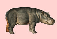 Hippo Pink Illustration – Kunstdruck Poster Patroa Studio — Ansicht 3