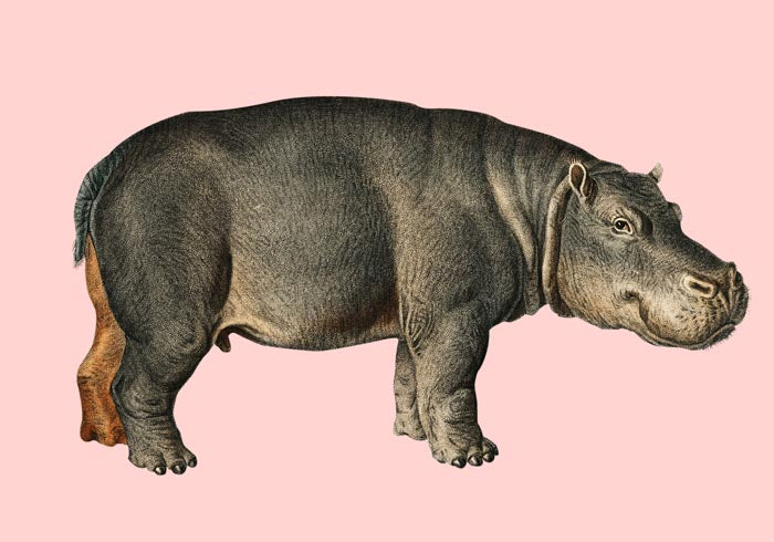 Hippo Pink Illustration – Kunstdruck Poster Patroa Studio — Ansicht 3