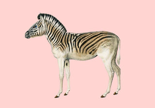Zebra Pink Illustration – Fine Art Print | Premium Canvas | Modern Art
