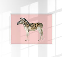 Zebra Pink Illustration – Fine Art Print | Canvas & Papier | Patroa Studio — Ansicht 1