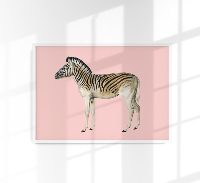 Zebra Pink Illustration – Fine Art Print | Canvas & Papier | Patroa Studio — Patroa Studio