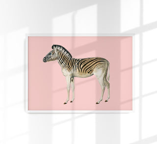 Zebra Pink Illustration – Fine Art Print | Canvas & Paper | Patroa Studio