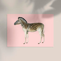 Zebra Pink Illustration – Fine Art Print | Canvas & Papier | Patroa Studio — Ansicht 2
