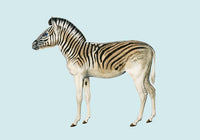 Zebra Blue Illustration – Kunstdruck Poster — Ansicht 3