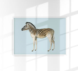 Zebra Blue Illustration – Kunstdruck Poster
