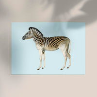Zebra Blue Illustration – Kunstdruck Poster — Ansicht 2
