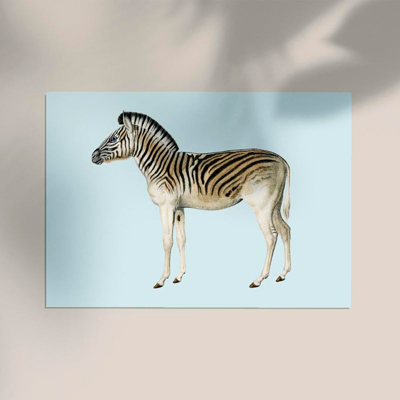 Zebra Blue Illustration – Kunstdruck Poster — Ansicht 2