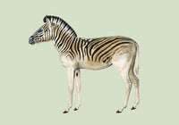 Zebra Green Illustration – Fine Art Print | Premium Canvas | Modern Design — Ansicht 3