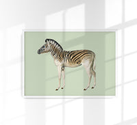 Zebra Green Illustration – Fine Art Print | Premium Canvas | Modern Design — Ansicht 1