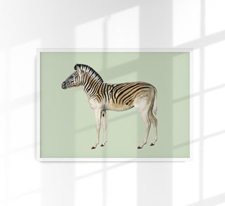 Zebra Green Illustration – Fine Art Print | Premium Canvas | Modern Design