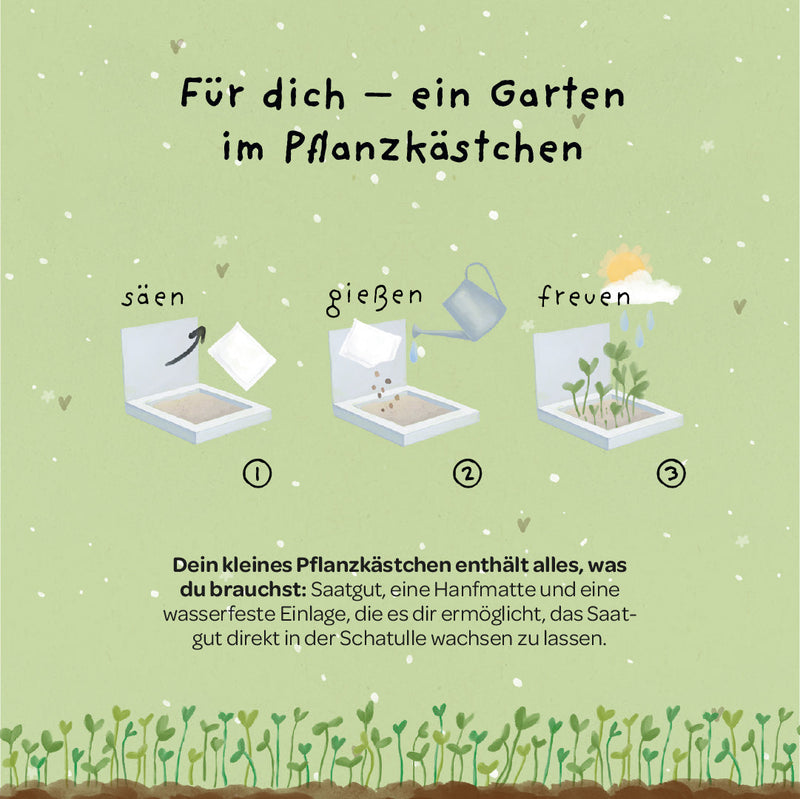 Pflanzkästchen Gänseblümchen – Hanfmatte kompostierbar — Ansicht 4