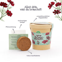 Schokoblumen Anzuchtset – Duftblüten im Becher — Ansicht 5