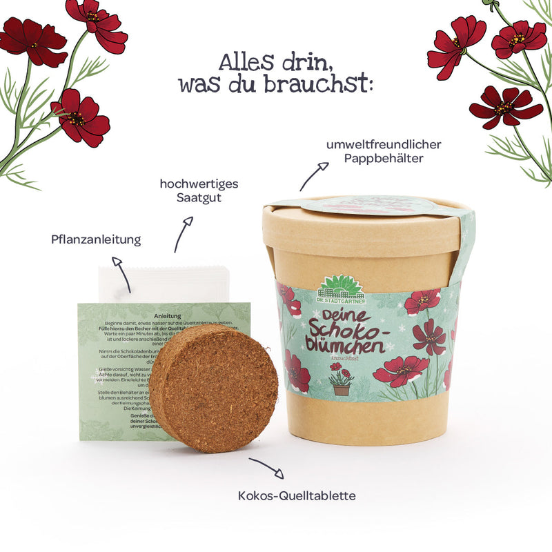 Schokoblumen Anzuchtset – Duftblüten im Becher — Ansicht 5