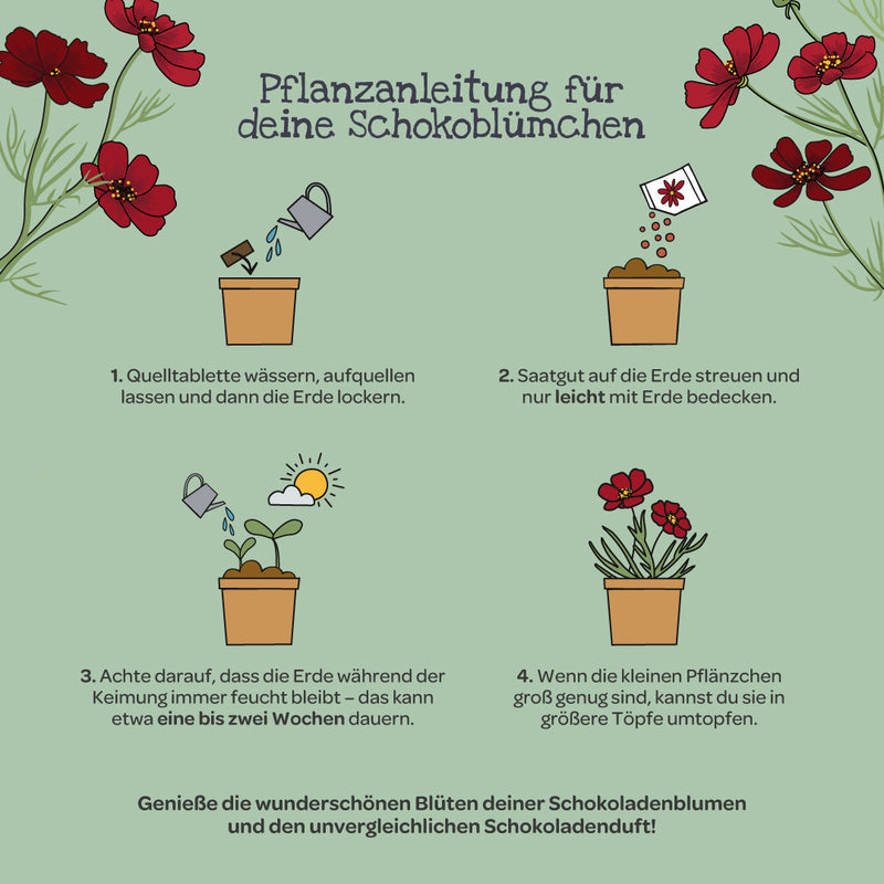 Schokoblumen Anzuchtset – Duftblüten im Becher — Ansicht 6