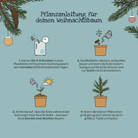Weihnachtsbaum 2030 Anzuchtset – Fichte aus dem Becher — Ansicht 6