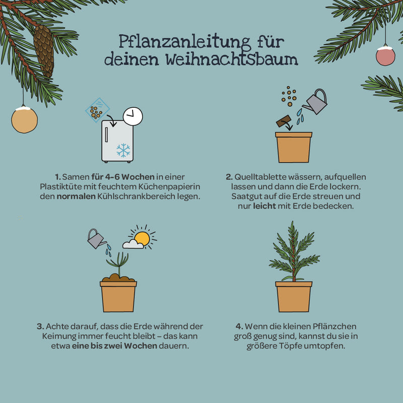 Weihnachtsbaum 2030 Anzuchtset – Fichte aus dem Becher — Ansicht 6