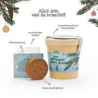 Weihnachtsbaum 2030 Anzuchtset – Fichte aus dem Becher — Ansicht 5