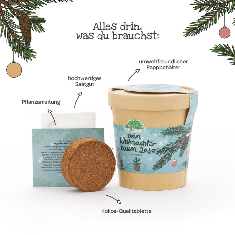 Weihnachtsbaum 2030 Anzuchtset – Fichte aus dem Becher — Ansicht 5