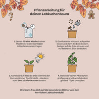 Katsura Tree Growing Kit – Katsura Tree in a Pot — Ansicht 6