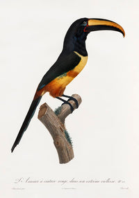 Red-billed Toucan Animal Illustration Poster – Art Print Berlin — Ansicht 3