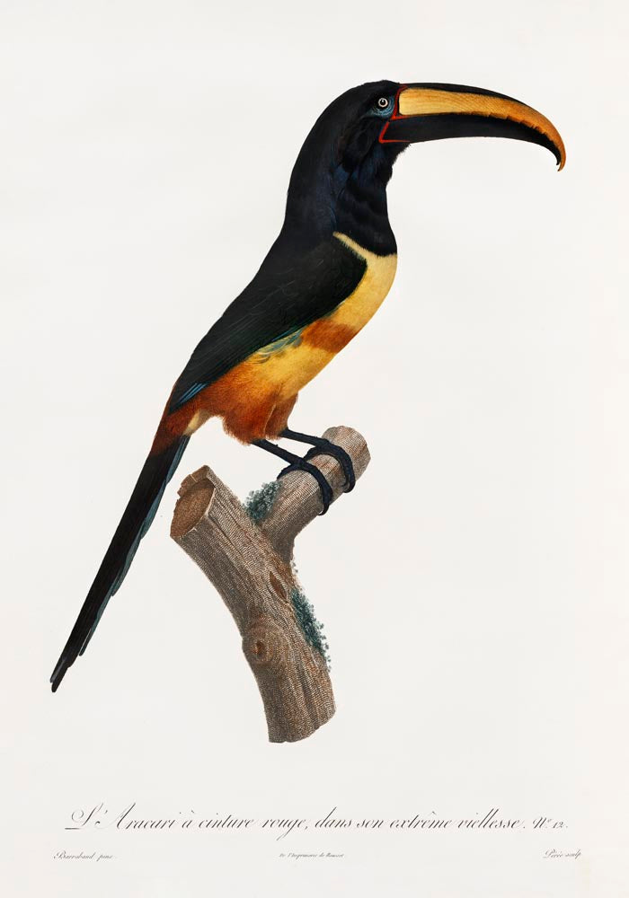 Red-billed Toucan Animal Illustration Poster – Art Print Berlin — Ansicht 3