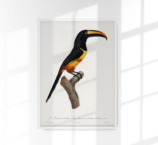 Red-billed Toucan Animal Illustration Poster – Art Print Berlin