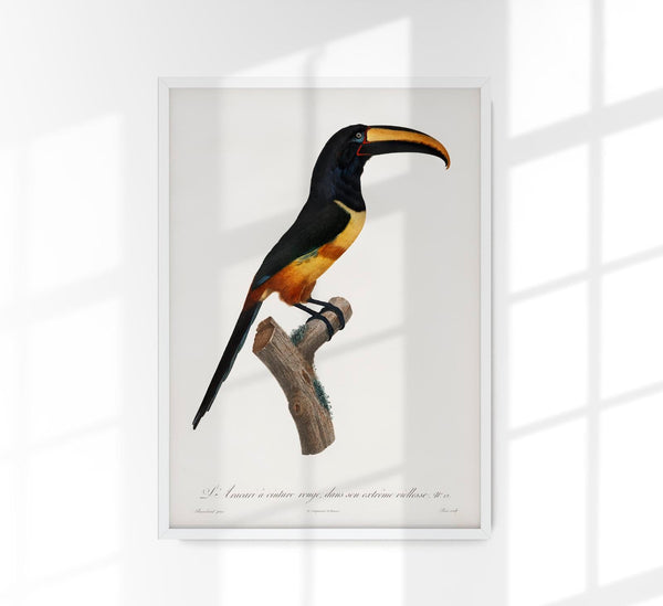 Red-billed Toucan Animal Illustration Poster – Art Print Berlin
