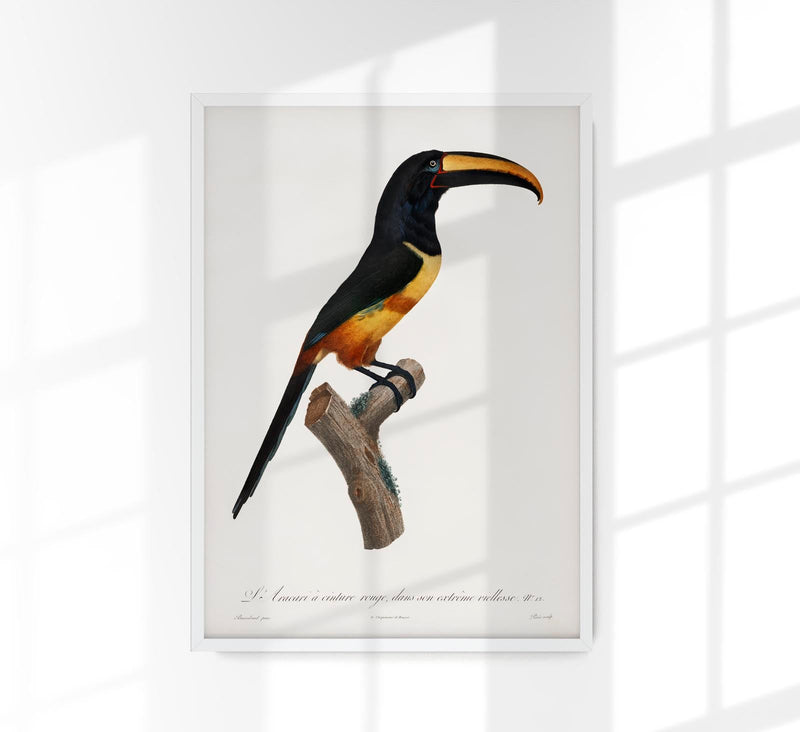 Red-billed Toucan Animal Illustration Poster – Art Print Berlin — Patroa Studio