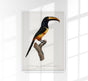 Red-billed Toucan Animal Illustration Poster – Art Print Berlin
