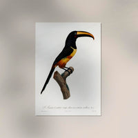 Red-billed Toucan Animal Illustration Poster – Art Print Berlin — Ansicht 2