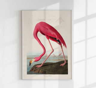 American Pink Flamingo Animal Print: eleganter Flamingo als ruhiger Blickfang, Fine Art Paper (225g) oder Canvas (380g) in A3–A0/B2–B0, ohne Rahmen.
