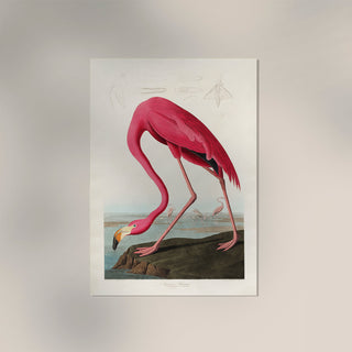 American Pink Flamingo – Animal Print | Fine Art | Canvas