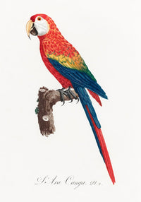 Scarlet Macaw Animal Print Poster – Handgedruckt Berlin — Ansicht 3