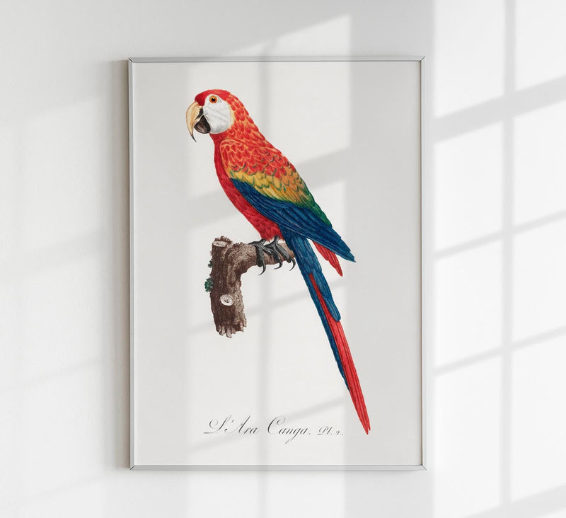 Scarlet Macaw Animal Print Poster – Handgedruckt Berlin — Patroa Studio
