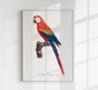 Scarlet Macaw Animal Print Poster – Handgedruckt Berlin