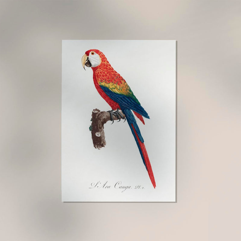 Scarlet Macaw Animal Print Poster – Handgedruckt Berlin — Ansicht 2