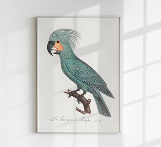 Eleganter Animal-Print mit African Grey Parrot (Graupapagei), ruhige Grautöne und klare Linien, als Fine Art Paper oder Canvas in 6 Größen, ohne Rahmen.
