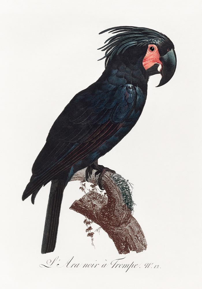 Black Macaw Animal Print Poster – Handmade Berlin — Ansicht 3