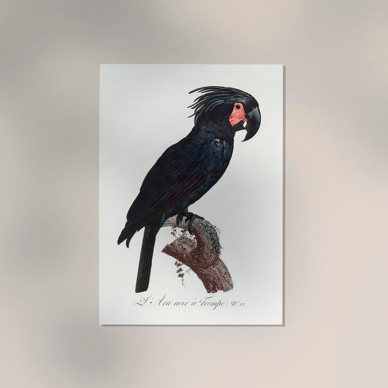 Black Macaw Animal Print Poster – Handmade Berlin — Ansicht 2